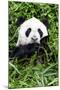 China 10MKm2 Collection - Giant Panda-Philippe Hugonnard-Mounted Photographic Print