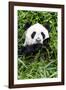 China 10MKm2 Collection - Giant Panda-Philippe Hugonnard-Framed Photographic Print