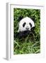 China 10MKm2 Collection - Giant Panda-Philippe Hugonnard-Framed Photographic Print