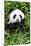 China 10MKm2 Collection - Giant Panda-Philippe Hugonnard-Mounted Photographic Print