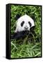 China 10MKm2 Collection - Giant Panda-Philippe Hugonnard-Framed Stretched Canvas