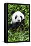 China 10MKm2 Collection - Giant Panda-Philippe Hugonnard-Framed Stretched Canvas