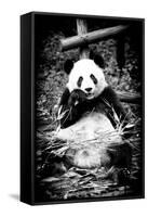 China 10MKm2 Collection - Giant Panda-Philippe Hugonnard-Framed Stretched Canvas