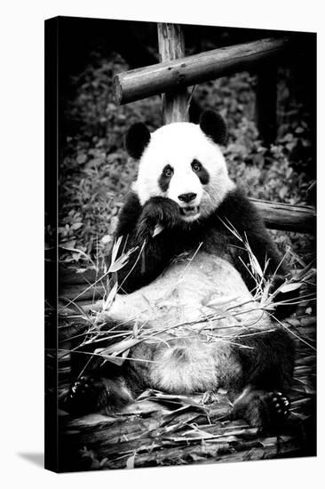 China 10MKm2 Collection - Giant Panda-Philippe Hugonnard-Stretched Canvas