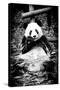 China 10MKm2 Collection - Giant Panda-Philippe Hugonnard-Stretched Canvas