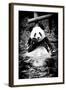 China 10MKm2 Collection - Giant Panda-Philippe Hugonnard-Framed Photographic Print