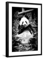 China 10MKm2 Collection - Giant Panda-Philippe Hugonnard-Framed Photographic Print