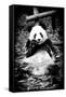 China 10MKm2 Collection - Giant Panda-Philippe Hugonnard-Framed Stretched Canvas