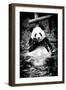 China 10MKm2 Collection - Giant Panda-Philippe Hugonnard-Framed Photographic Print