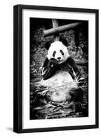 China 10MKm2 Collection - Giant Panda-Philippe Hugonnard-Framed Photographic Print