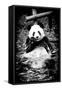 China 10MKm2 Collection - Giant Panda-Philippe Hugonnard-Framed Stretched Canvas