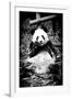 China 10MKm2 Collection - Giant Panda-Philippe Hugonnard-Framed Photographic Print