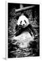 China 10MKm2 Collection - Giant Panda-Philippe Hugonnard-Framed Photographic Print