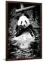 China 10MKm2 Collection - Giant Panda-Philippe Hugonnard-Framed Photographic Print