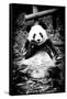 China 10MKm2 Collection - Giant Panda-Philippe Hugonnard-Framed Stretched Canvas