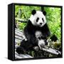 China 10MKm2 Collection - Giant Panda-Philippe Hugonnard-Framed Stretched Canvas