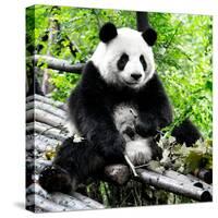 China 10MKm2 Collection - Giant Panda-Philippe Hugonnard-Stretched Canvas