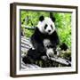 China 10MKm2 Collection - Giant Panda-Philippe Hugonnard-Framed Photographic Print