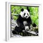 China 10MKm2 Collection - Giant Panda-Philippe Hugonnard-Framed Photographic Print