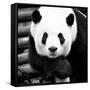 China 10MKm2 Collection - Giant Panda-Philippe Hugonnard-Framed Stretched Canvas