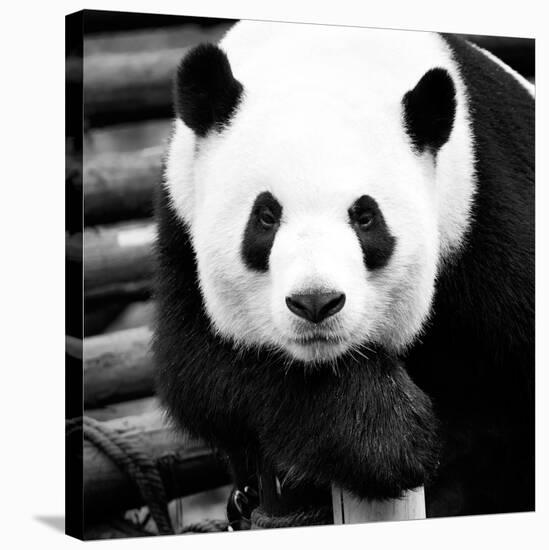 China 10MKm2 Collection - Giant Panda-Philippe Hugonnard-Stretched Canvas