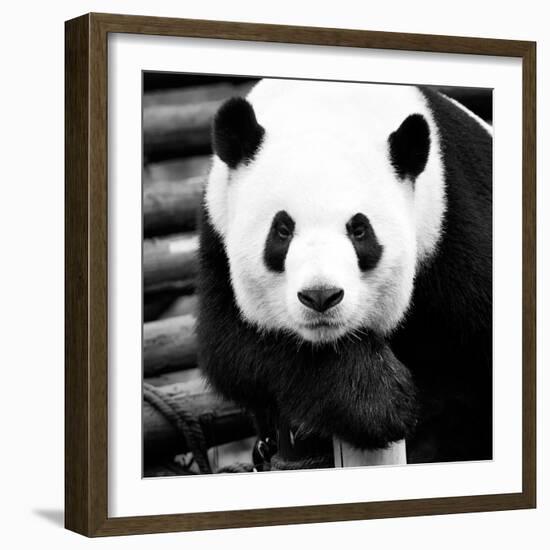 China 10MKm2 Collection - Giant Panda-Philippe Hugonnard-Framed Photographic Print