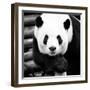 China 10MKm2 Collection - Giant Panda-Philippe Hugonnard-Framed Photographic Print