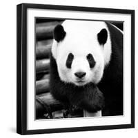 China 10MKm2 Collection - Giant Panda-Philippe Hugonnard-Framed Photographic Print