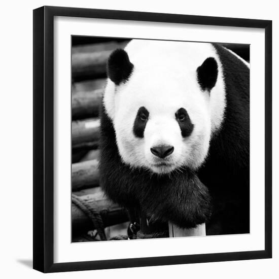 China 10MKm2 Collection - Giant Panda-Philippe Hugonnard-Framed Photographic Print