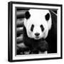 China 10MKm2 Collection - Giant Panda-Philippe Hugonnard-Framed Photographic Print