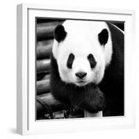 China 10MKm2 Collection - Giant Panda-Philippe Hugonnard-Framed Photographic Print