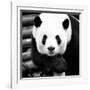 China 10MKm2 Collection - Giant Panda-Philippe Hugonnard-Framed Photographic Print