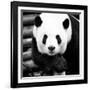 China 10MKm2 Collection - Giant Panda-Philippe Hugonnard-Framed Photographic Print