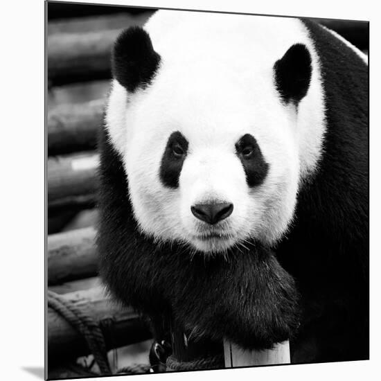 China 10MKm2 Collection - Giant Panda-Philippe Hugonnard-Mounted Photographic Print