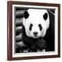 China 10MKm2 Collection - Giant Panda-Philippe Hugonnard-Framed Photographic Print