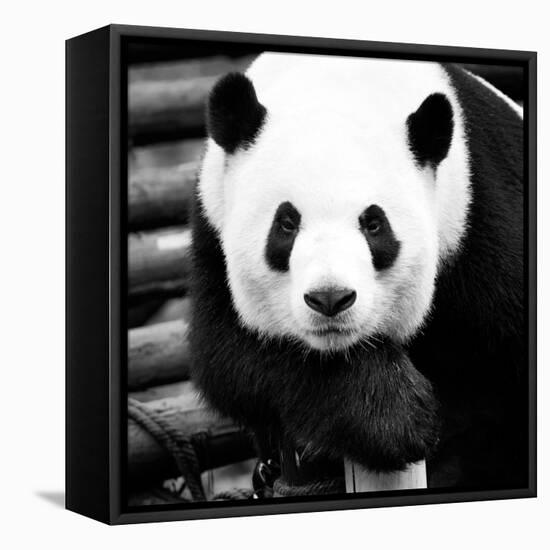 China 10MKm2 Collection - Giant Panda-Philippe Hugonnard-Framed Stretched Canvas