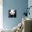 China 10MKm2 Collection - Giant Panda-Philippe Hugonnard-Stretched Canvas displayed on a wall