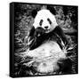 China 10MKm2 Collection - Giant Panda-Philippe Hugonnard-Framed Stretched Canvas