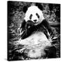 China 10MKm2 Collection - Giant Panda-Philippe Hugonnard-Stretched Canvas