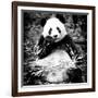 China 10MKm2 Collection - Giant Panda-Philippe Hugonnard-Framed Photographic Print