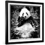 China 10MKm2 Collection - Giant Panda-Philippe Hugonnard-Framed Photographic Print