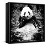 China 10MKm2 Collection - Giant Panda-Philippe Hugonnard-Framed Stretched Canvas