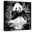 China 10MKm2 Collection - Giant Panda-Philippe Hugonnard-Stretched Canvas