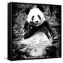 China 10MKm2 Collection - Giant Panda-Philippe Hugonnard-Framed Stretched Canvas