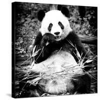 China 10MKm2 Collection - Giant Panda-Philippe Hugonnard-Stretched Canvas