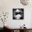 China 10MKm2 Collection - Giant Panda-Philippe Hugonnard-Stretched Canvas displayed on a wall