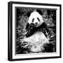 China 10MKm2 Collection - Giant Panda-Philippe Hugonnard-Framed Photographic Print