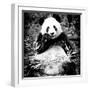 China 10MKm2 Collection - Giant Panda-Philippe Hugonnard-Framed Photographic Print