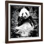 China 10MKm2 Collection - Giant Panda-Philippe Hugonnard-Framed Photographic Print