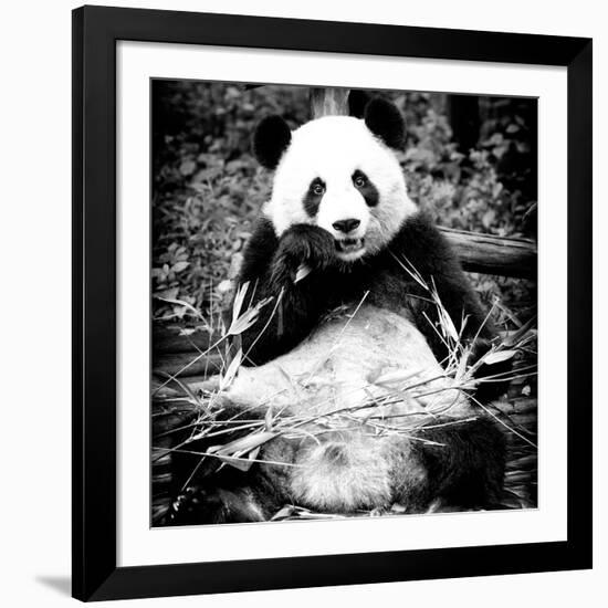 China 10MKm2 Collection - Giant Panda-Philippe Hugonnard-Framed Photographic Print